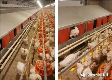 冬季蛋雞產(chǎn)蛋期飼養(yǎng)管理及中?？萍甲詣?手動產(chǎn)蛋箱的應(yīng)用