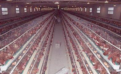 無公害養(yǎng)殖催肥技術(shù)解析 生長素效果、價格與光禽屠宰生產(chǎn)指南