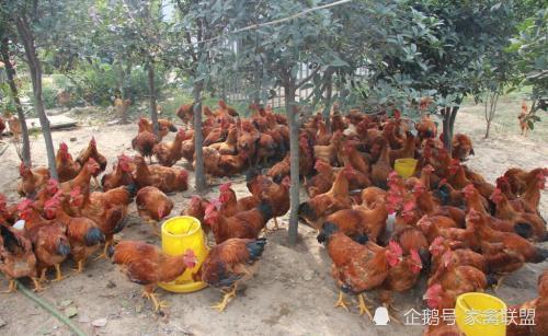 雞價探底回升，光禽產(chǎn)業(yè)助力家禽行情向好發(fā)展