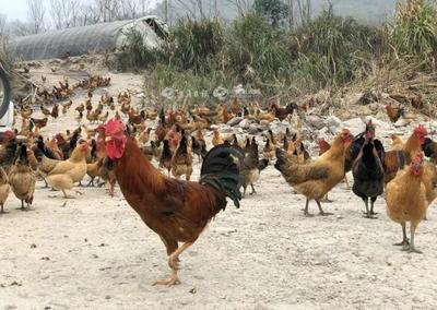 補(bǔ)助暖人心，家禽養(yǎng)殖戶轉(zhuǎn)憂為喜