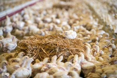 10種低成本蛋白質(zhì)家禽飼料，為您的養(yǎng)殖業(yè)降本增效